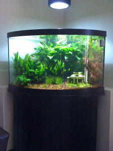 Freshwater Asian Planted Tank