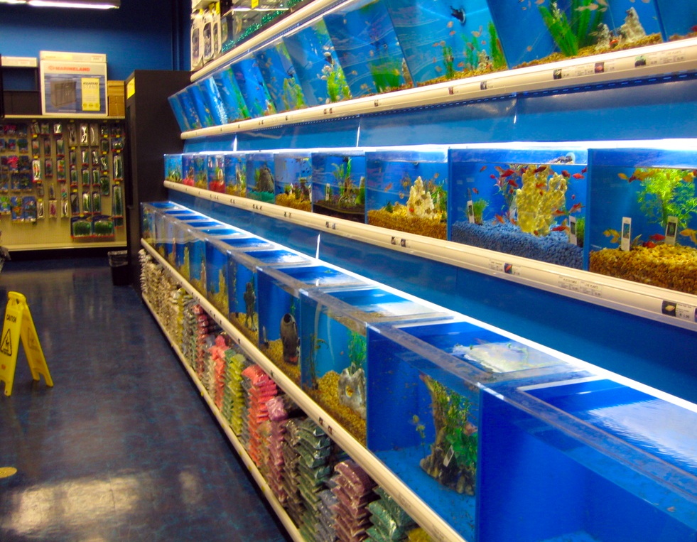 Buying Fish from Retail Fish Stores 