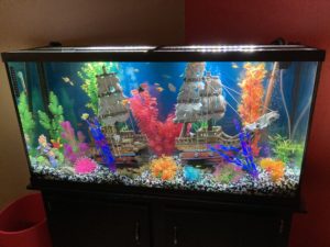 Colorful 65 gallon freshwater aquarium