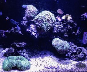 Nano Reef with LPS Corals